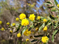 Acacia × tristis