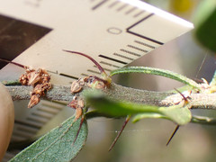 Acacia × tristis