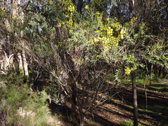 Acacia × tristis