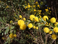 Acacia × tristis