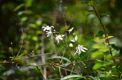 Clematis hexapetala
