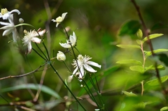 Clematis hexapetala
