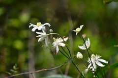 Clematis hexapetala