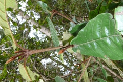 Trichocladus crinitus