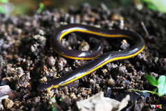 Ichthyophis supachaii