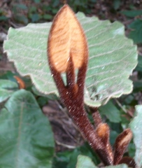 Trichocladus crinitus