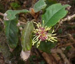 Trichocladus crinitus