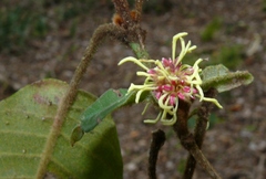 Trichocladus crinitus