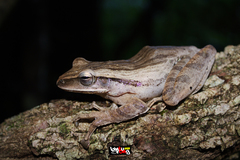 Polypedates impresus