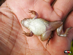 Thai Oriental Frog photo 4