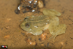 Occidozyga lima