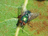 Caesar Greenbottle Fly - Photo (c) Fred's Uncle, some rights reserved (CC BY-NC-SA)