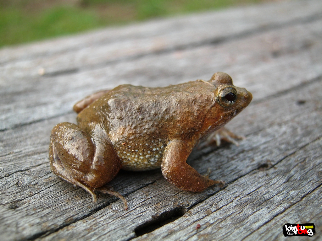 Thai Oriental Frog