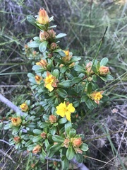 Hibbertia bracteata