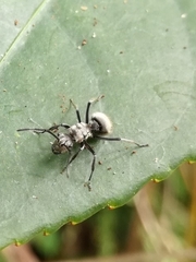 Polyrhachis wolfi