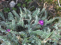 Oxytropis revoluta