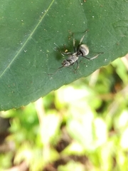 Polyrhachis wolfi