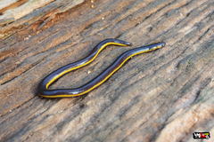 Ichthyophis supachaii