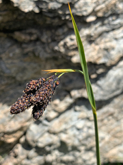 Carex atrata