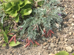 Oxytropis kamtschatica