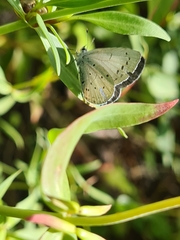 Celastrina argiolus