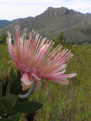 Protea aurea aurea