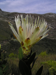 Protea aurea aurea