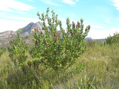 Protea aurea aurea