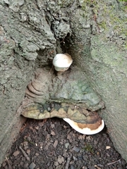 Ganoderma