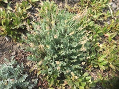 Oxytropis kamtschatica