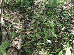Dichanthelium latifolium