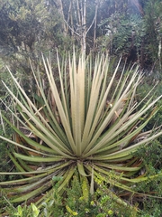 Puya goudotiana