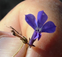 Lobelia setacea