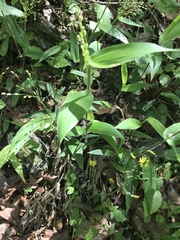 Dichanthelium latifolium