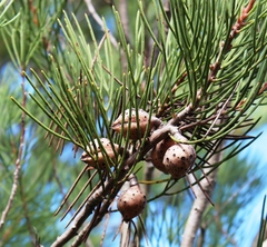 Hakea drupacea