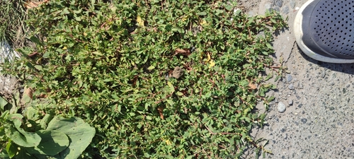 Oxybasis glauca, photograph 4