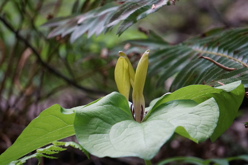Trillium chloropetalum var. chloropetalum