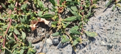 Oxybasis glauca, photograph Yurii Basov, CC BY, iNaturalist via GBIF