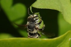 Megachile