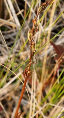 Platanthera tipuloides