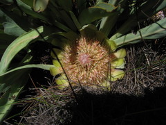 Protea laevis