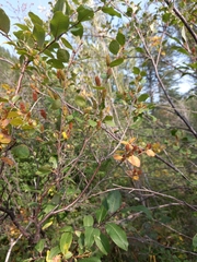 Betula fruticosa