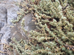 Camphorosma monspeliaca