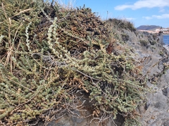 Camphorosma monspeliaca