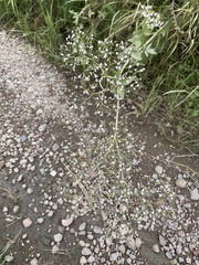 Valeriana transjenisensis