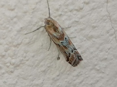 Ancylosis cinnamomella