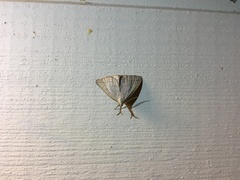 Polypogon tentacularia