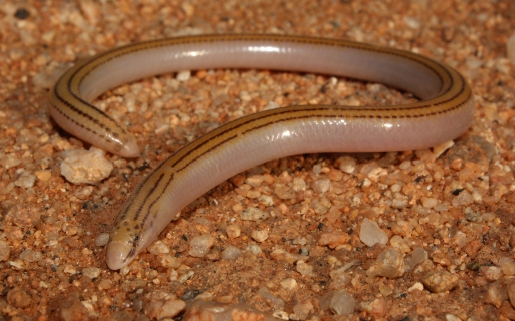Gray's Dwarf Legless Skink