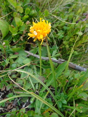 Scorzoneroides crocea