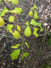 Salix pyrolifolia